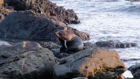 grande grande sigillo di pelliccia della nuova zelanda keneno che graffia la testa con la pinna sulla costa rocciosa con onde schiumose a wellington, nuova zelanda aotearoa