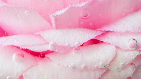 pink rose petals with water drops and bubbles