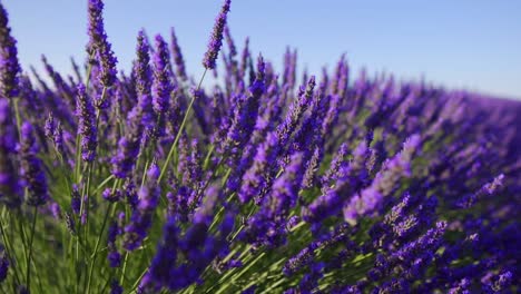 Lavender-field-at-sunset,-close-up