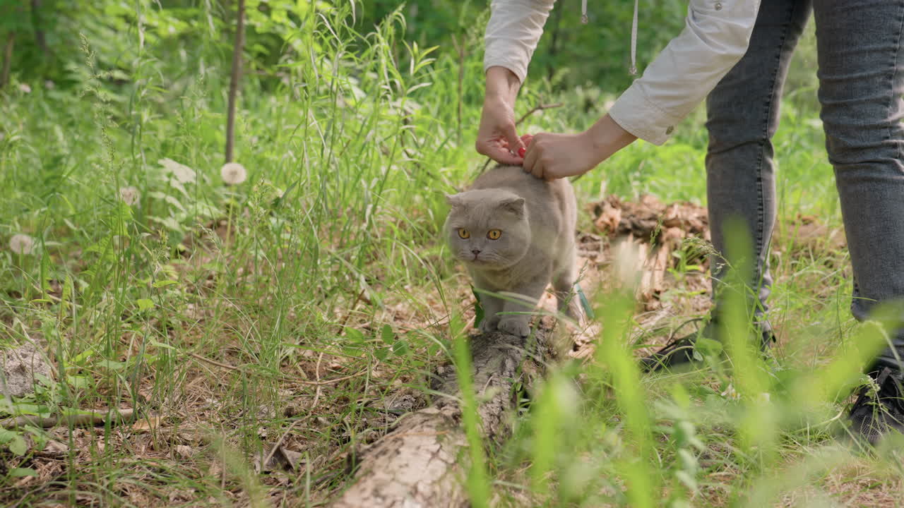 Gentle Guide Comforts Feline Traveler, Owner Carefully Guides And Soothes Gray Cat On Meadow Walk, Caring Owner Gently Leads Gray Feline Across Lush Meadow Pathway While Comforting And Petting It