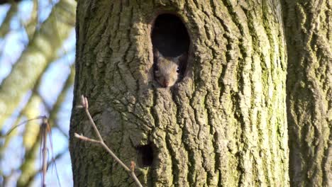 Young-grey-squirrel-creature-hiding-in-forest-tree-hollow-watching---observing-wilderness