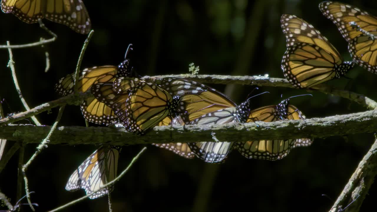 primer plano de un grupo de mariposas monarca descansando en una rama durante su migración, mostrando la belleza y la maravilla de los patrones de la naturaleza