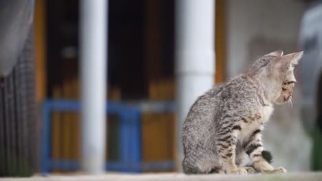 Un-Gatito-Se-Sentó-Al-Lado-Del-Auto-Y-Luego-Se-Fue