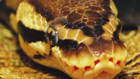 una pitón estrangula una serpiente sostenida por un hombre