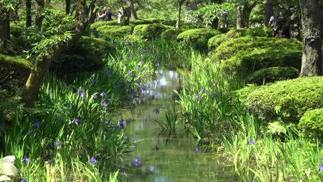 blue water lilies in a pond with reflections, located in the japanese park kenroku-en in kanazawa city