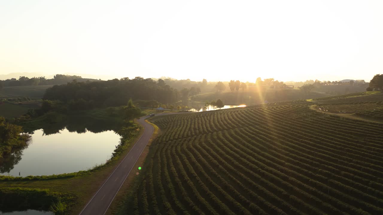 Vista laterale lenta della piantagione di tè Choui Fong a Chiang Rai, Thailandia