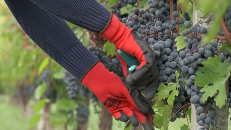 poda de uvas de vid por granjero con tijeras