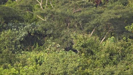 Pair-of-Mealy-Parrots-land-on-tree,-blend-with-foliage