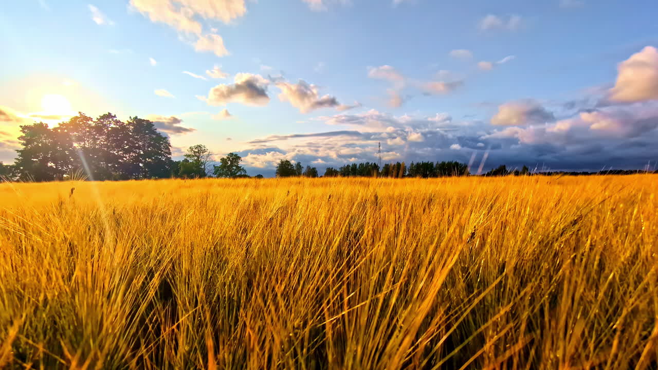 Golden Wheat Field Swaying in Evening Breeze Under Blue Sky With Soft Clouds