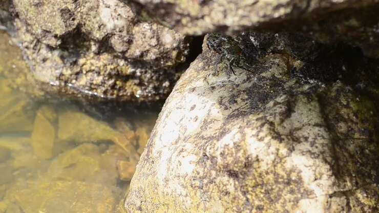 Diversi piccoli granchi che vivono sotto una grande roccia beige sulla riva del Pacifico meridionale.