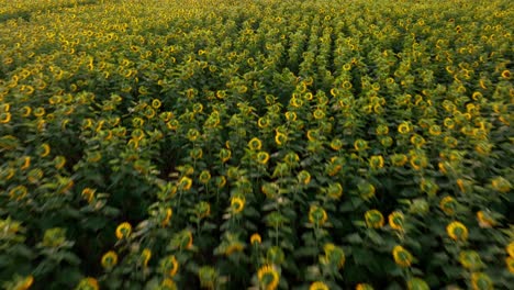 large field of blooming sunflowers in the dordogne region of france, aerial view