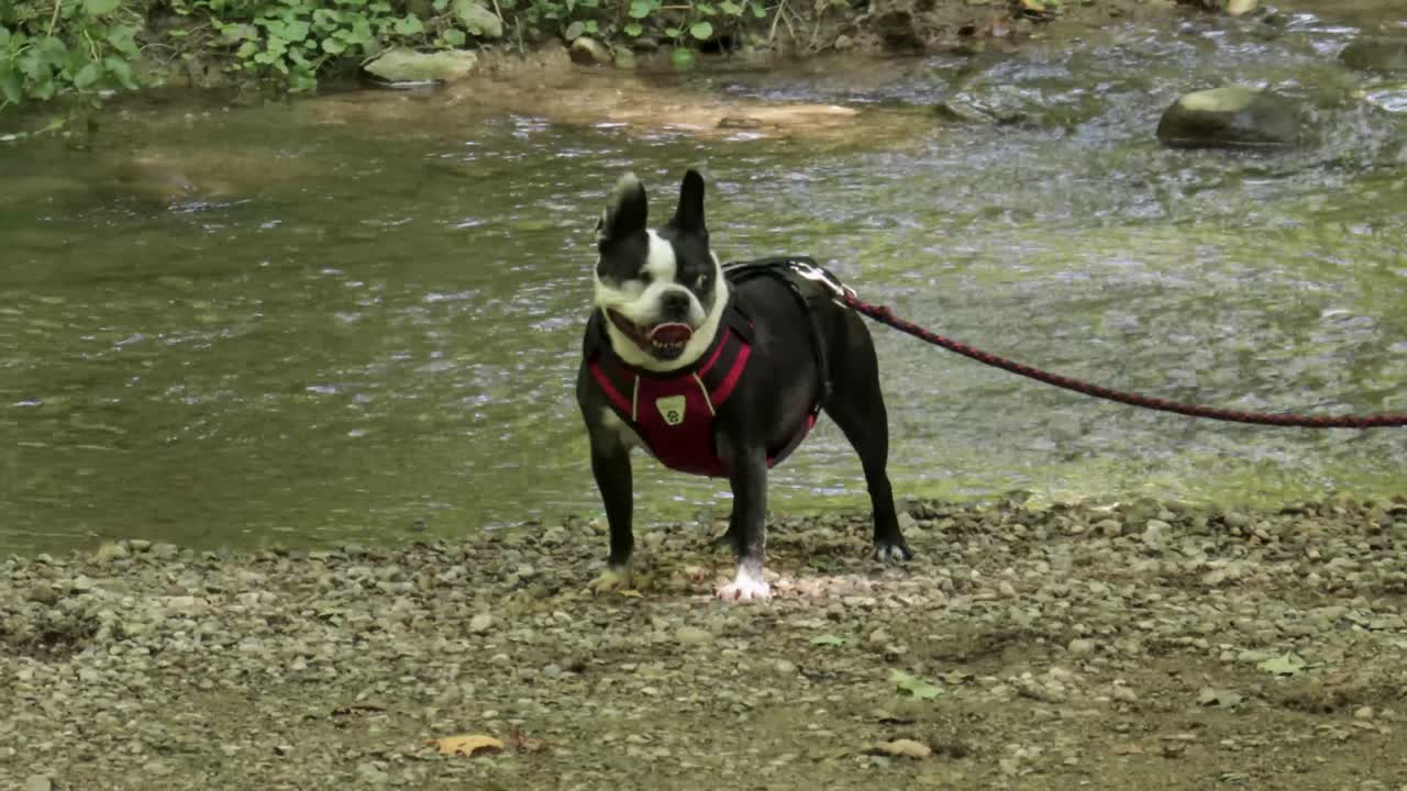 un perro con correa espera pacientemente junto a un arroyo esperando que su dueño continúe caminando
