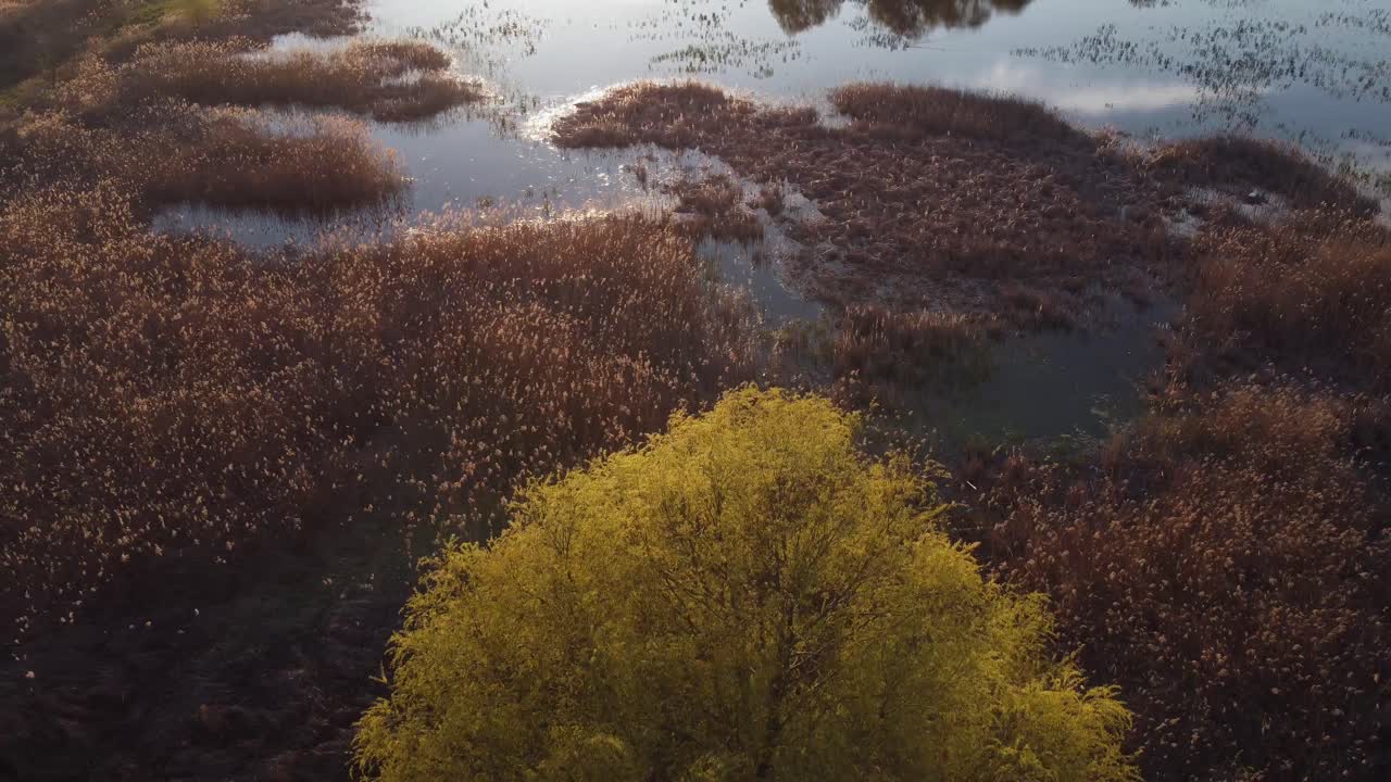 Flying Over Delta Vegetation. Aerial View