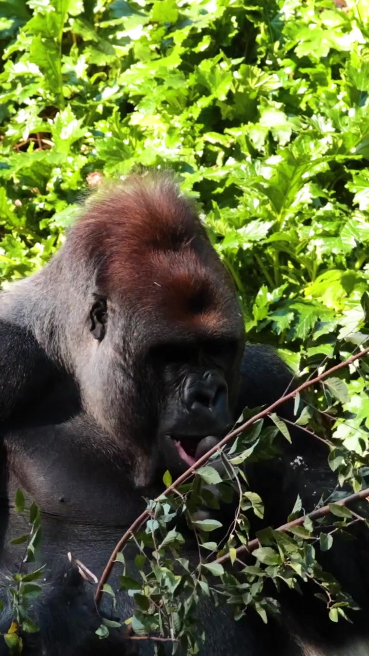 Un potente gorilla siede in mezzo a una fitta vegetazione, selezionando e mangiando con cura le foglie dai rami.