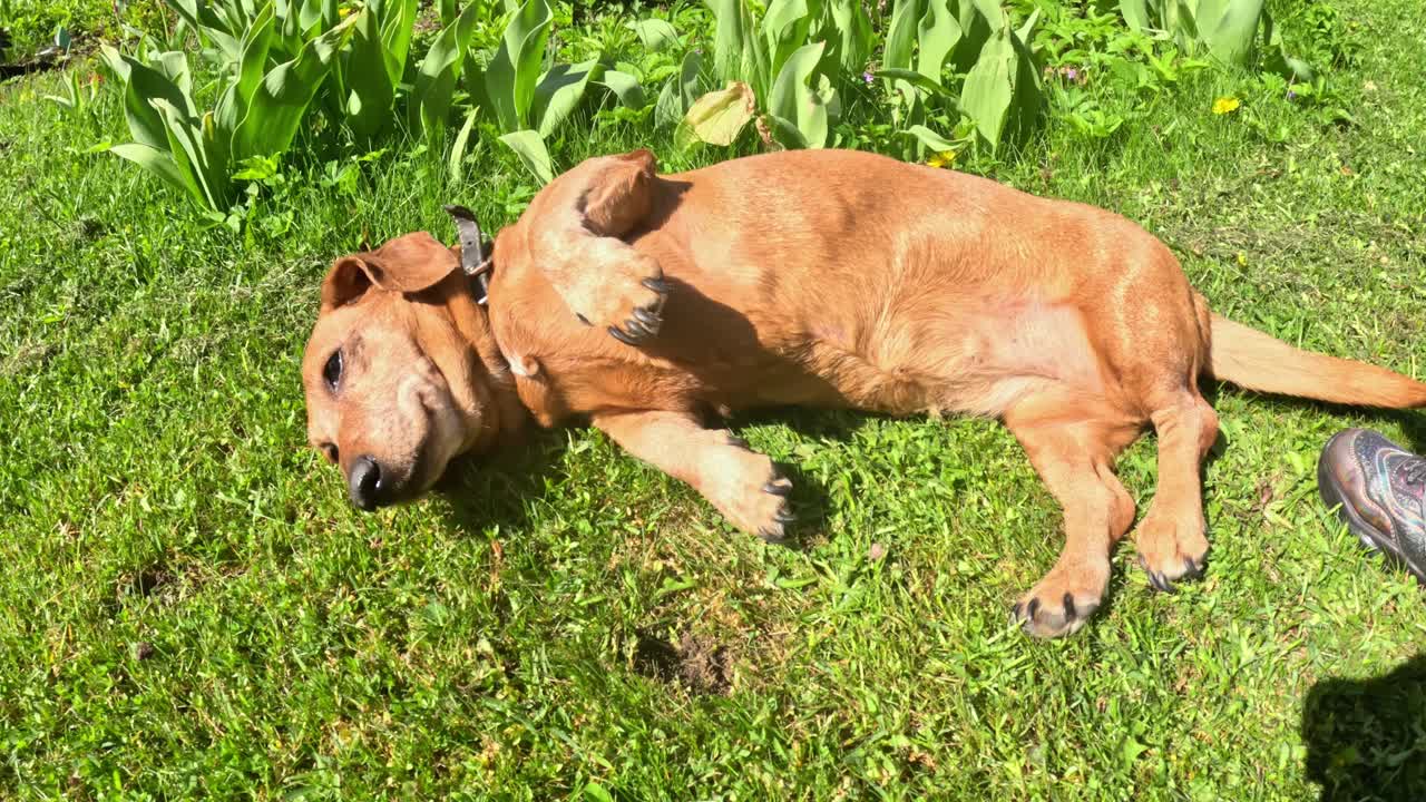 Dog lying on back in grass under warm sunshine. Dachshund breed dog feeling relaxed and enjoying sunny weather.