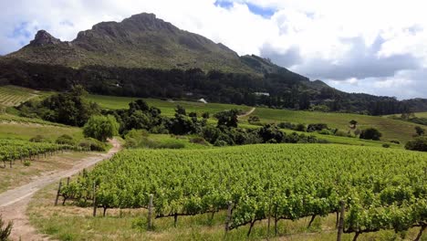 Hermoso-Paisaje-De-Viñedos-En-El-Valle-De-Constantia,-Sudáfrica---Toma-Panorámica