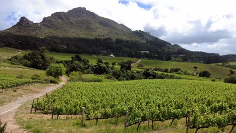 hermosos viñedos paisaje en el valle de constantia, sudáfrica - fotografía panorámica
