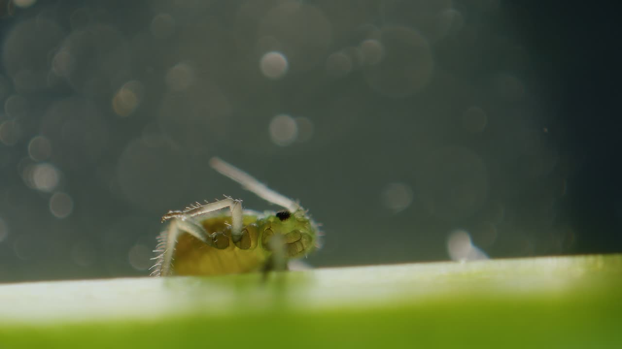 Aphid on plants stem under microscope