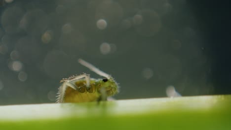 aphid on plants stem under microscope