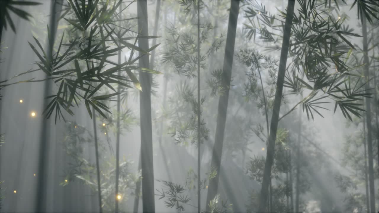 아시아 대나무 숲과 아침 안개 날씨