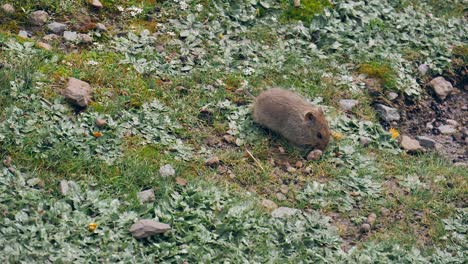 Chubby-Sloggett's-vlei-rat-looks-for-food-to-eat-in-rocky-green-meadow