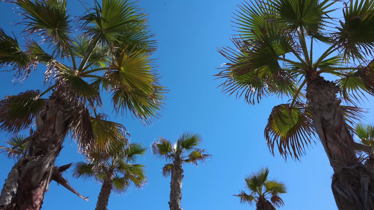 Palm trees are seen against a clear blue sky by the shore of the Mediterranean sea in Alicante, Spain