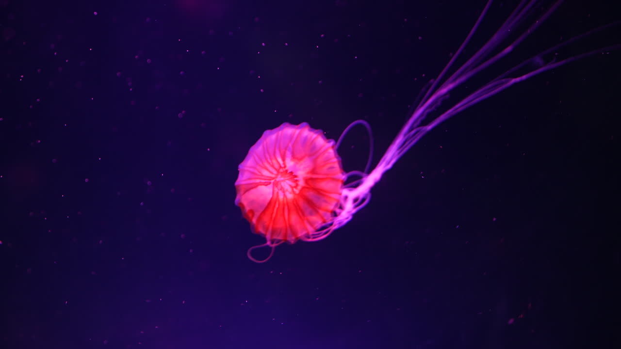 Beautiful pink jellyfish drifting through dark water, its glowing orange and pink bell illuminated against the purple background. Long, thin tentacles trail behind