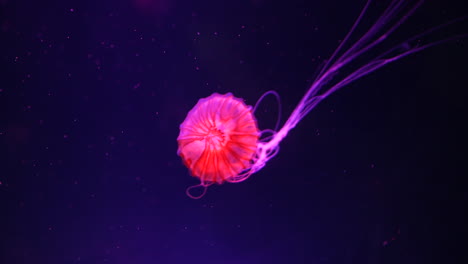 beautiful pink jellyfish drifting through dark water, its glowing orange and pink bell illuminated against the purple background. long, thin tentacles trail behind