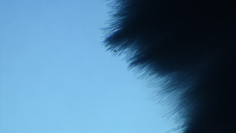 mycelium of a fungus slowly edging across the screen