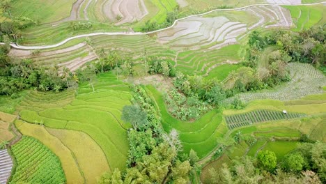 Disparo-De-Dron-Hacia-Atrás-Del-Campo-De-Arroz-En-Terrazas-Fértiles-Verdes---Hermoso-Campo-De-Arroz-Tropical