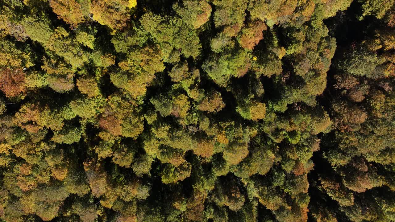 Aerial truck shot gently flying over a forest in Kolasin, Montenegro on a sunny day.
