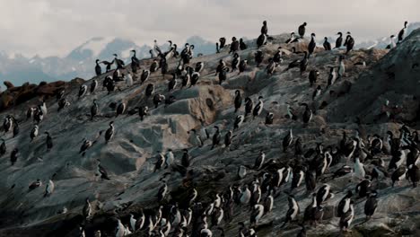 scenic aerial view of imperial cormorant colony in the beagle channel near ushuaia in tierra del fuego, argentina
