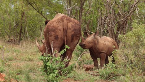 wide shot of a white rhino cow suckling her calf, kruger national park