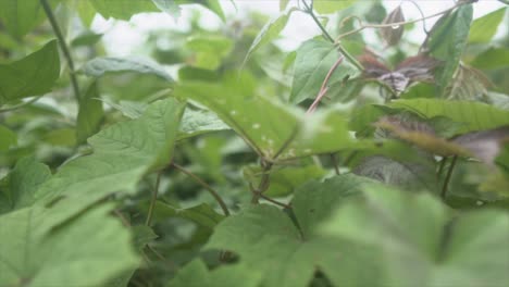 Beautiful-wild-growing-rainforest-plant-close-up-zoom-out