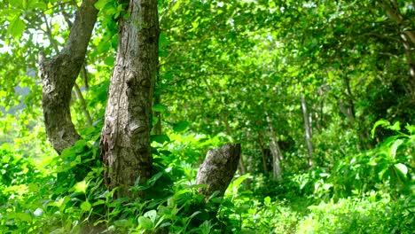 Toma-Fija-De-Un-Día-Soleado-En-El-Bosque,-Fondo-De-Un-Bosque-Lleno-De-Vegetación-Sin-Gente