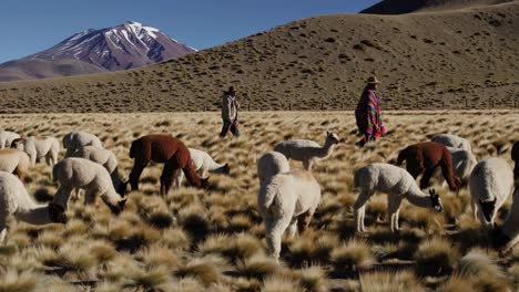 alpaca herders in the andes mountains