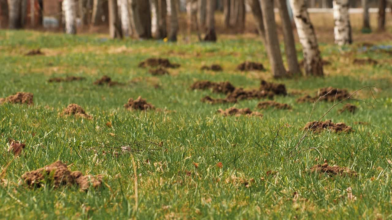 el topo empujó el suelo y hizo montones de tierra