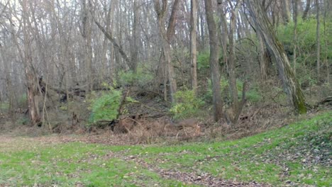 whitetail deer doe running thru the woods, followed by a young buck who retreats when doe runs into a clearing