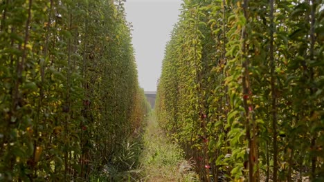 rows-of-tree-saplings-on-both-sides