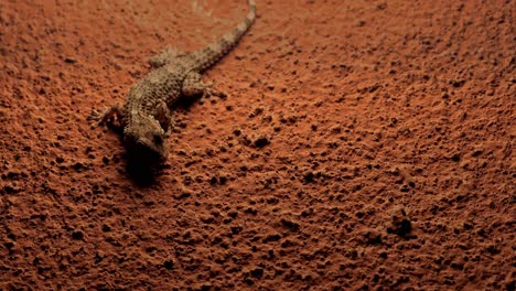 geco en la pared de piedra esperando insectos por la noche, criatura nocturna