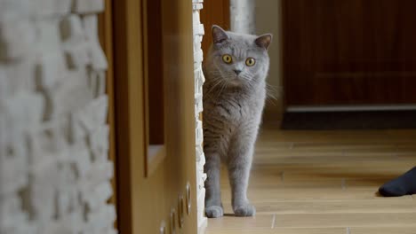 british shorthair cat with shiny gray fur, curiously looking at the camera