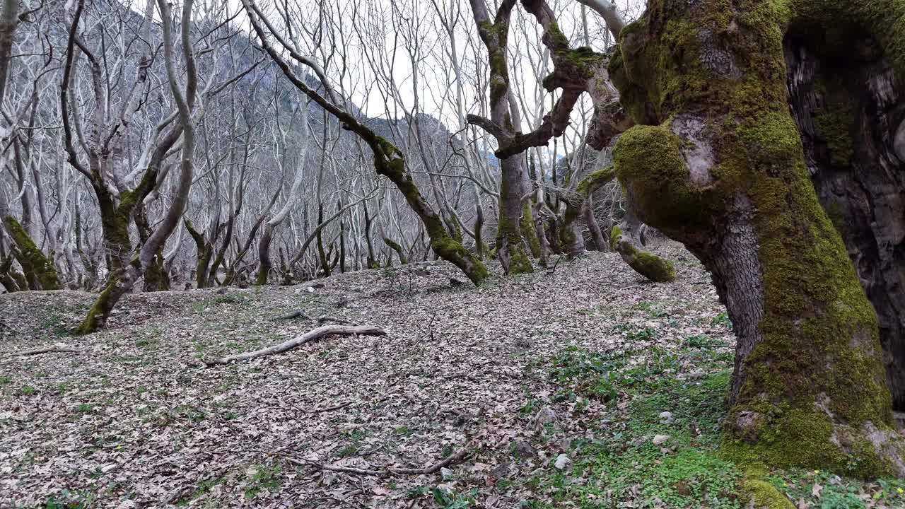 bosque de invierno cinematográfico | fotografía de naturaleza pacífica | 4k 60fps