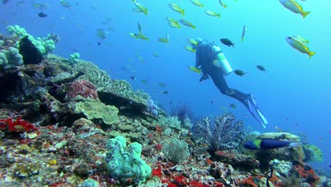 scuba diver swimming over a colorful tropical reef with yellow snappers