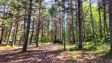 forest with tall trees and vehicles