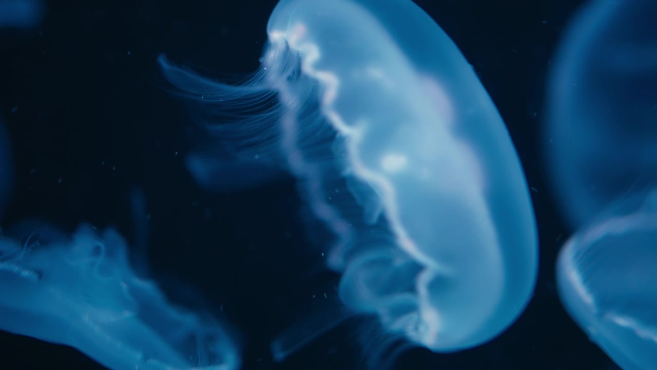 Scatto macro di medusa blu che fluttua nell'acqua scura.