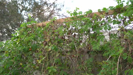panado de kerala en la pared de las vides cerasee kerala planta de melón amargo con kerala colgando de las vides utilizado para hacer té herbal saludable para la pérdida de peso