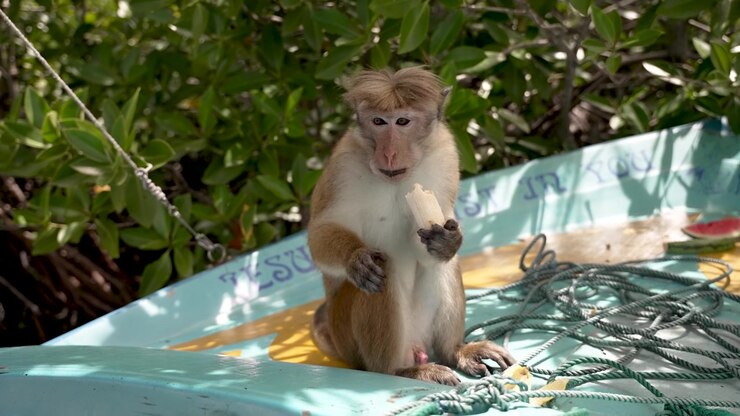 Toque macaque monkey enjoying a banana on a colorful boat, offering a glimpse into the wildlife of negombo's monkey island