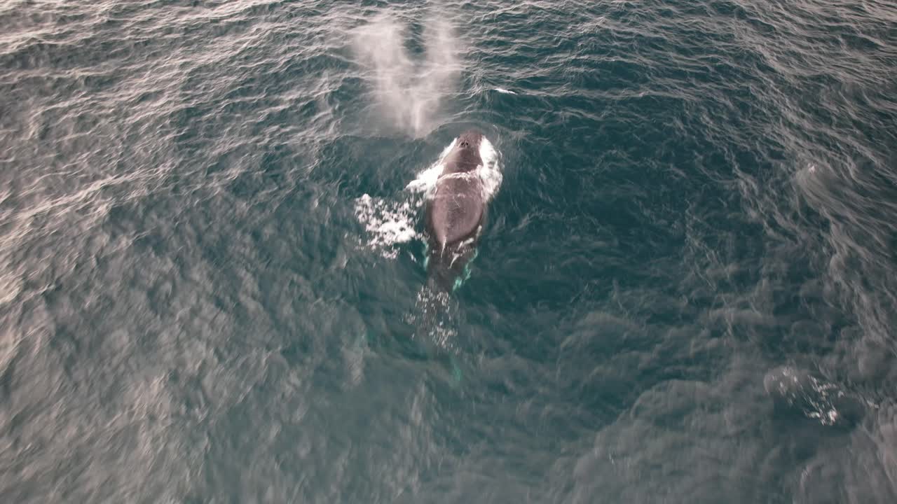 Humpback Whale Blowing Water Through Its Blowhole Before Diving Undersea Off The Coast Of New South Wales In Australia. drone shot