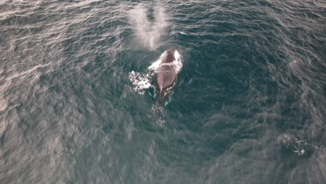 humpback whale blowing water through its blowhole before diving undersea off the coast of new south wales in australia. drone shot