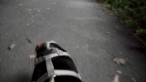 point of view while holding leash and walking dog on trail in slow motion